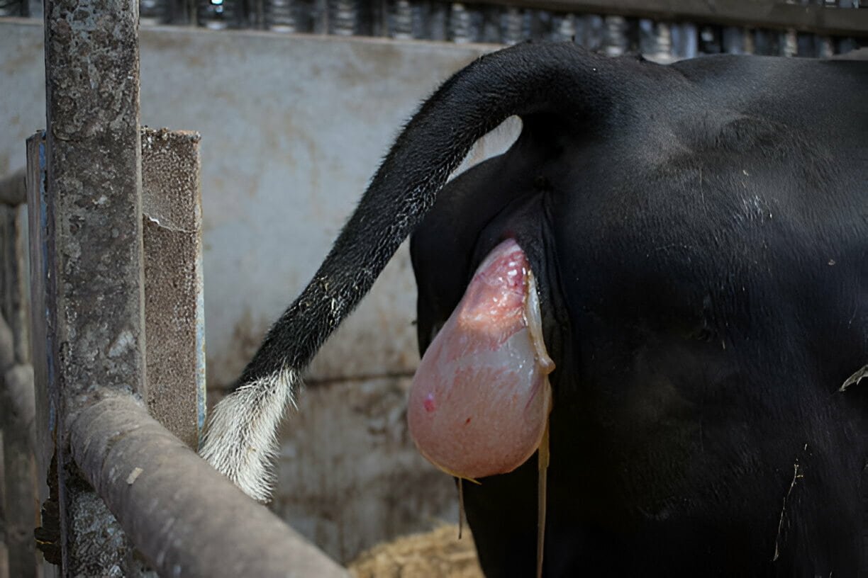 Reproductive Abnormalities in Cows and Heifers