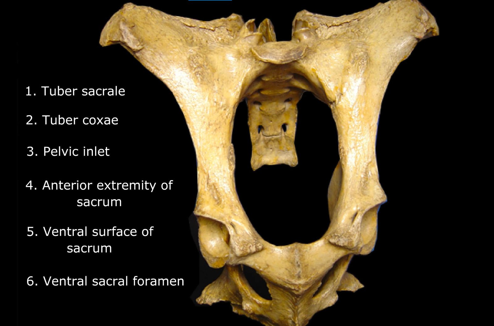 Reproductive Anatomy and Structure of the Bony Pelvis (Os Coxae)