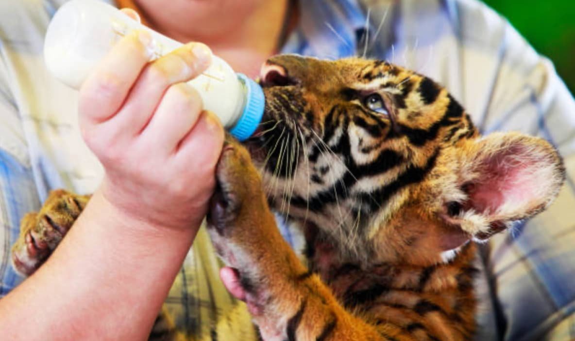 Role of Veterinarian in a Zoo