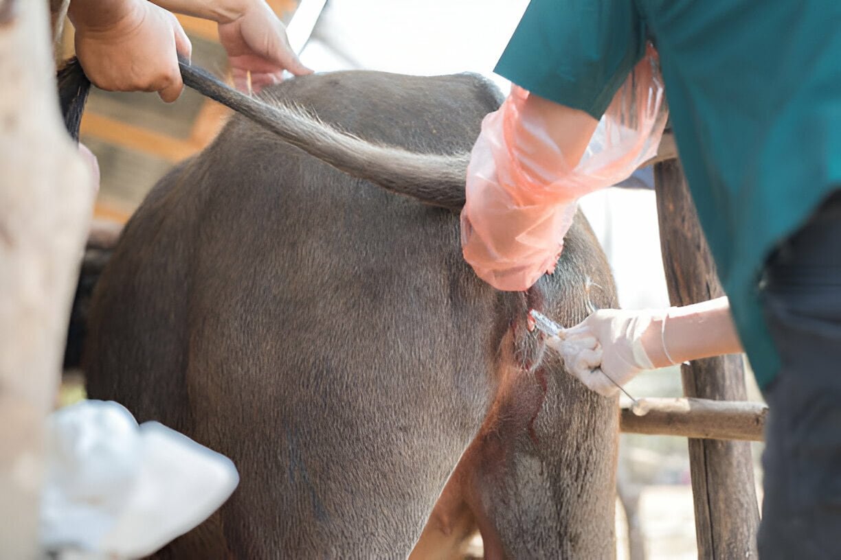 Rupture of the Vagina in a Cow