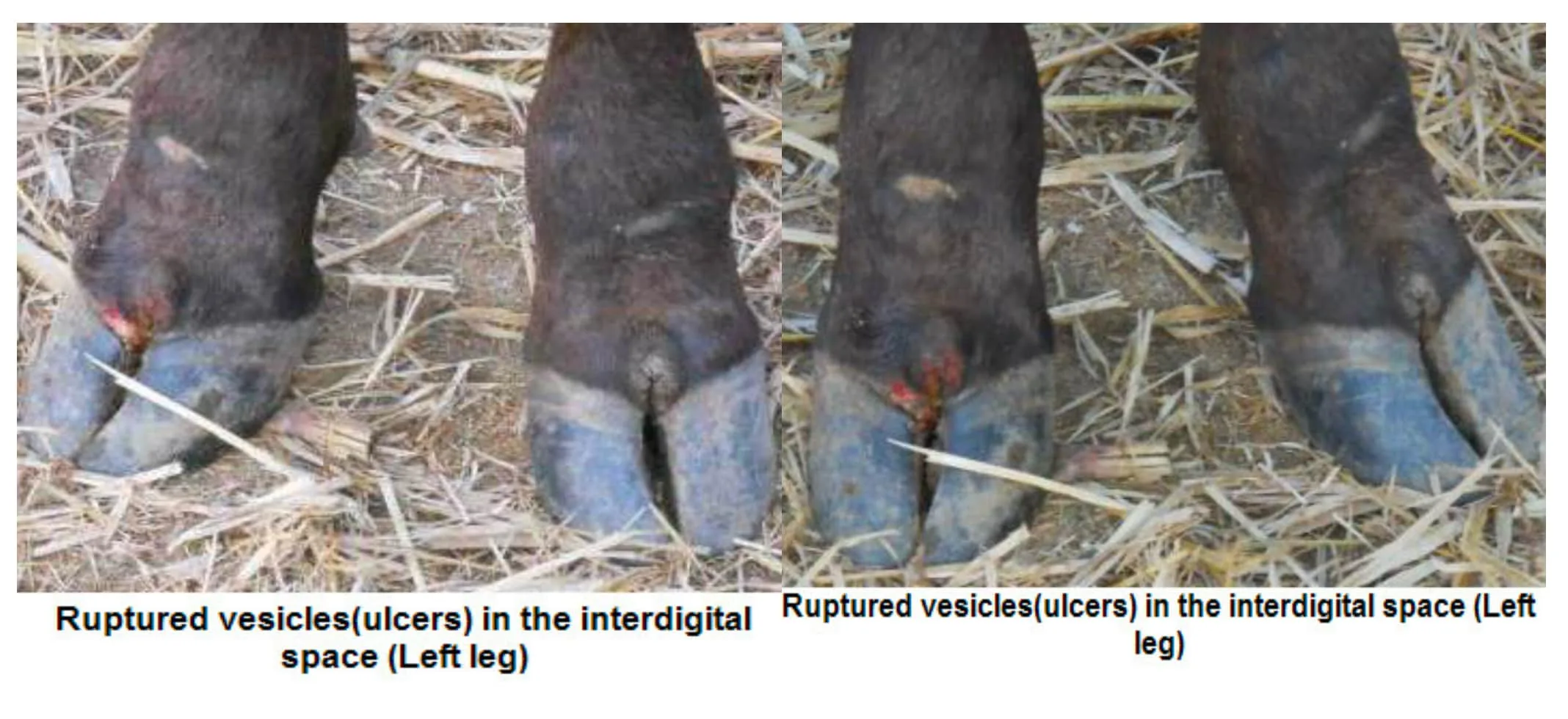 Ruptured Vesicles in Foot and Mouth Disease in Cattle