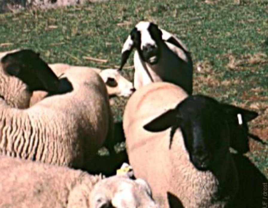 Seasonal Breeding in Sheep and Goats