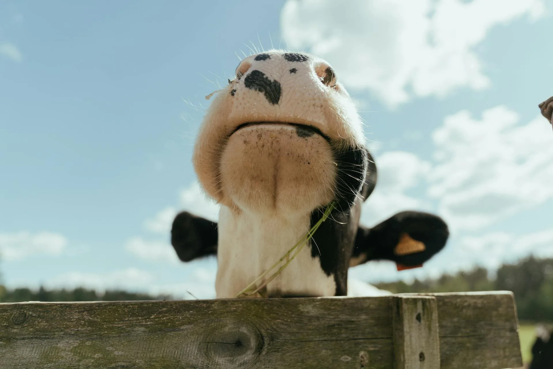 Selenium and Vitamin E Deficiency in a cow causing infertility