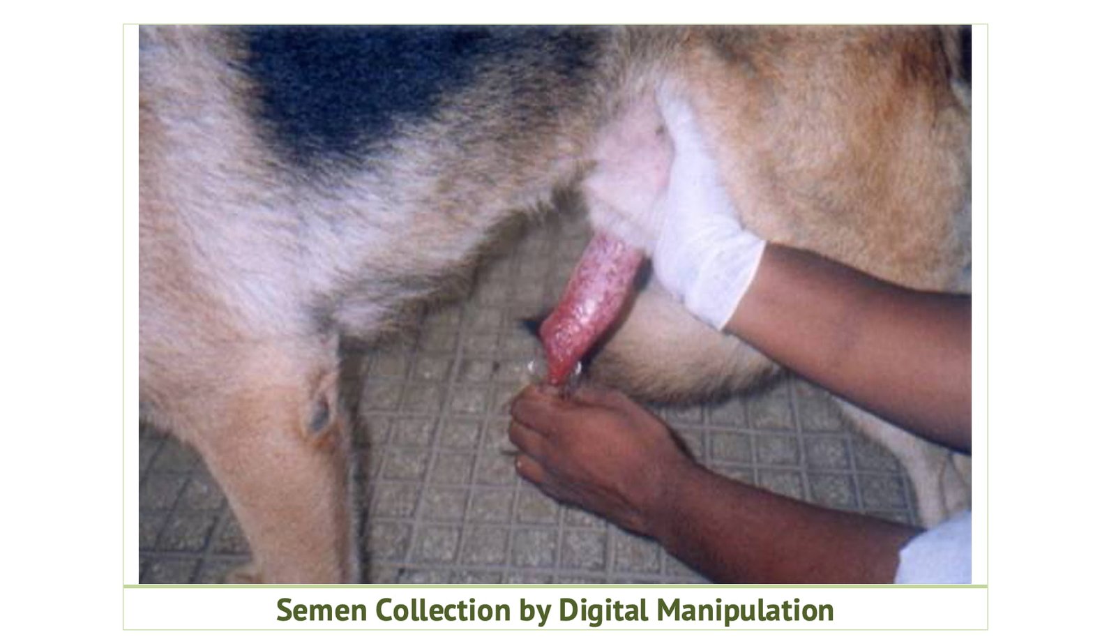 Semen Collection by Digital Manipulation