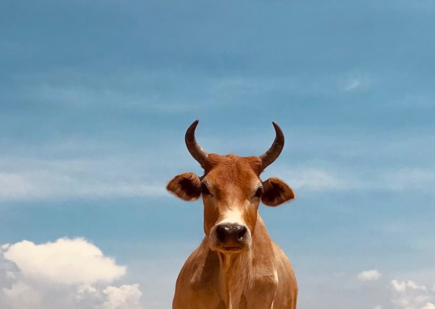 Semen Quality Evaluation and Bull Grading System in a Bull