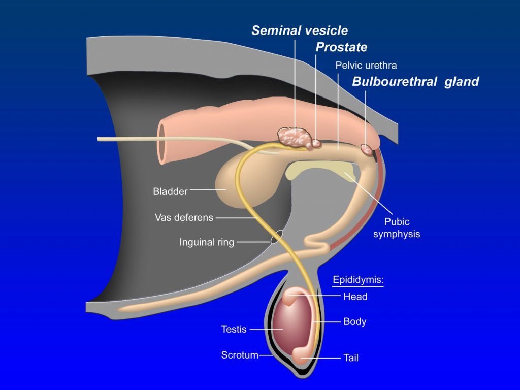 Seminal Vesicle and Other Accessory Sex Glands in a Horse