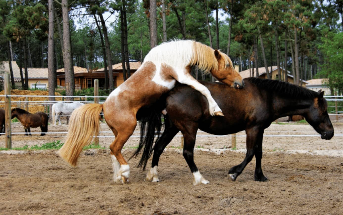 Sexual Arousal and Mating Behavior in Horses