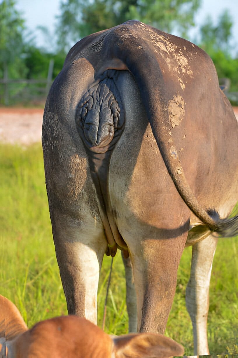 Signs of Approaching Parturition in a Cow