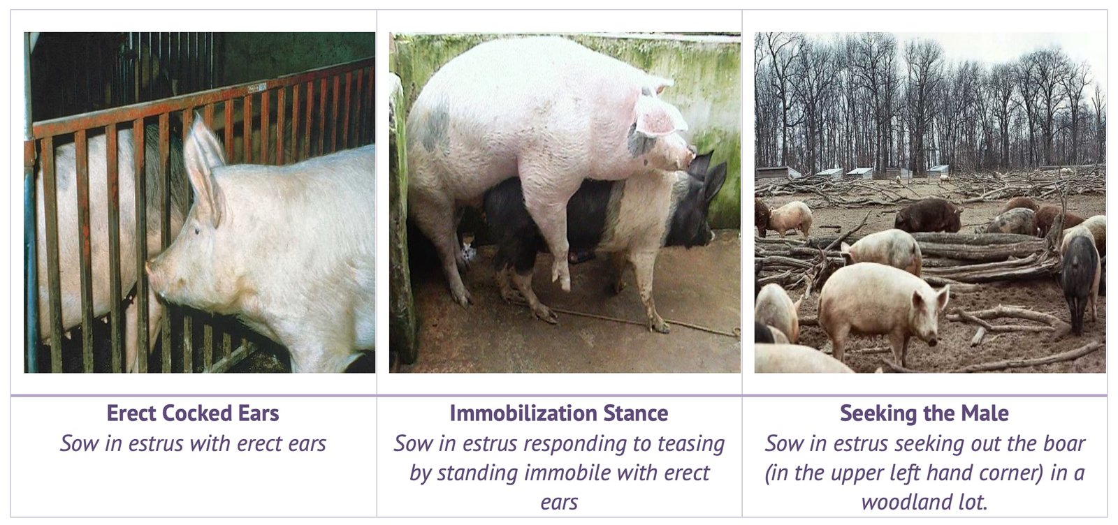Signs of Heat in Female Pig (Erect Cocked Ears, Immobilization Stance, Seeking the Male)