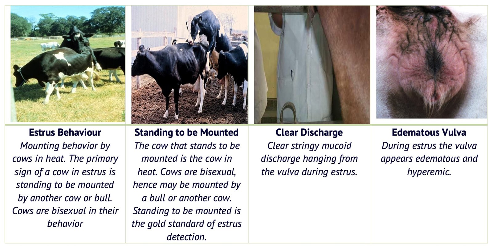 Signs of Oestrous Cycle in Cows