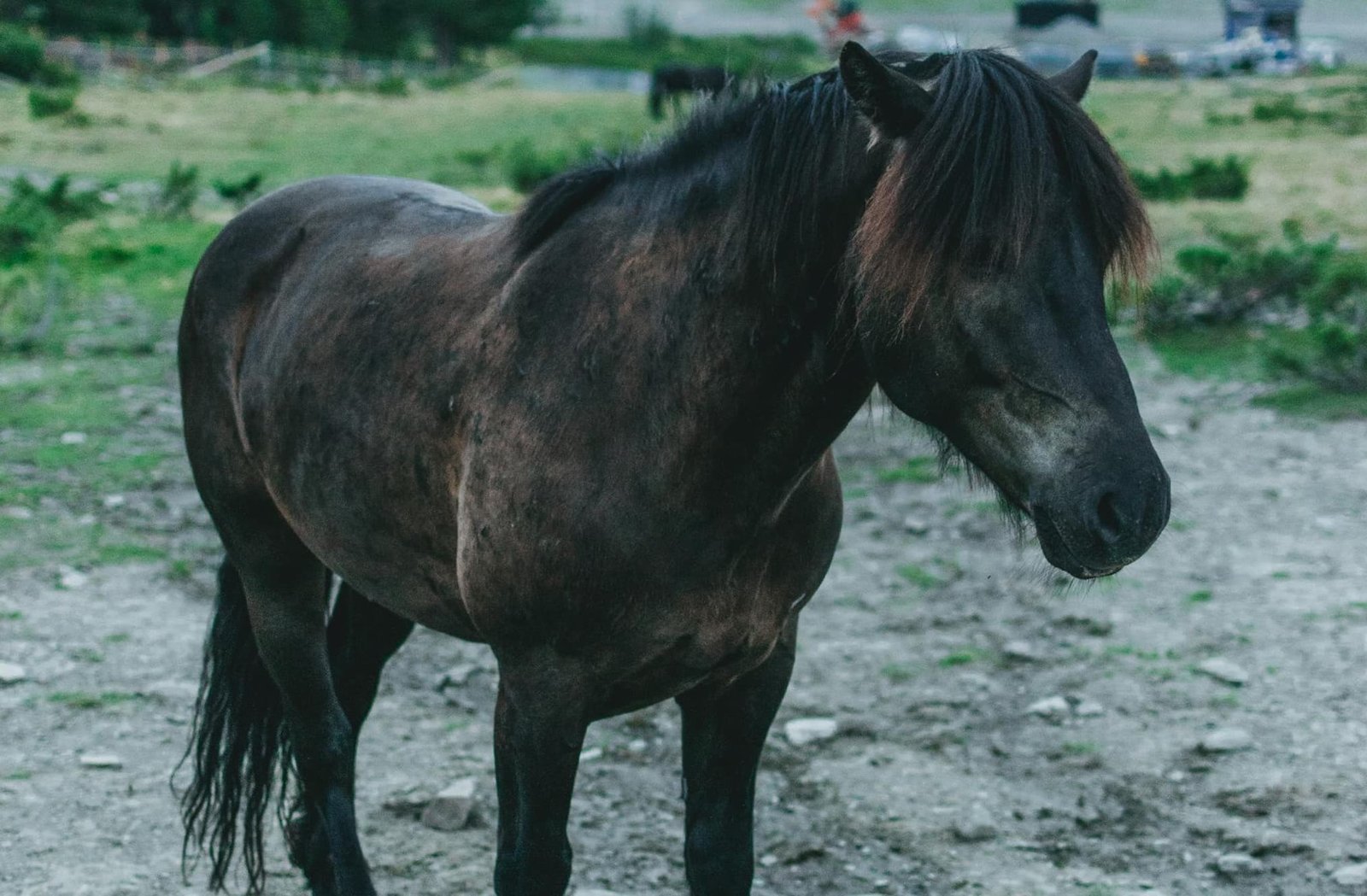 Silent Estrus (Behavioural Anestrus) in a Mare