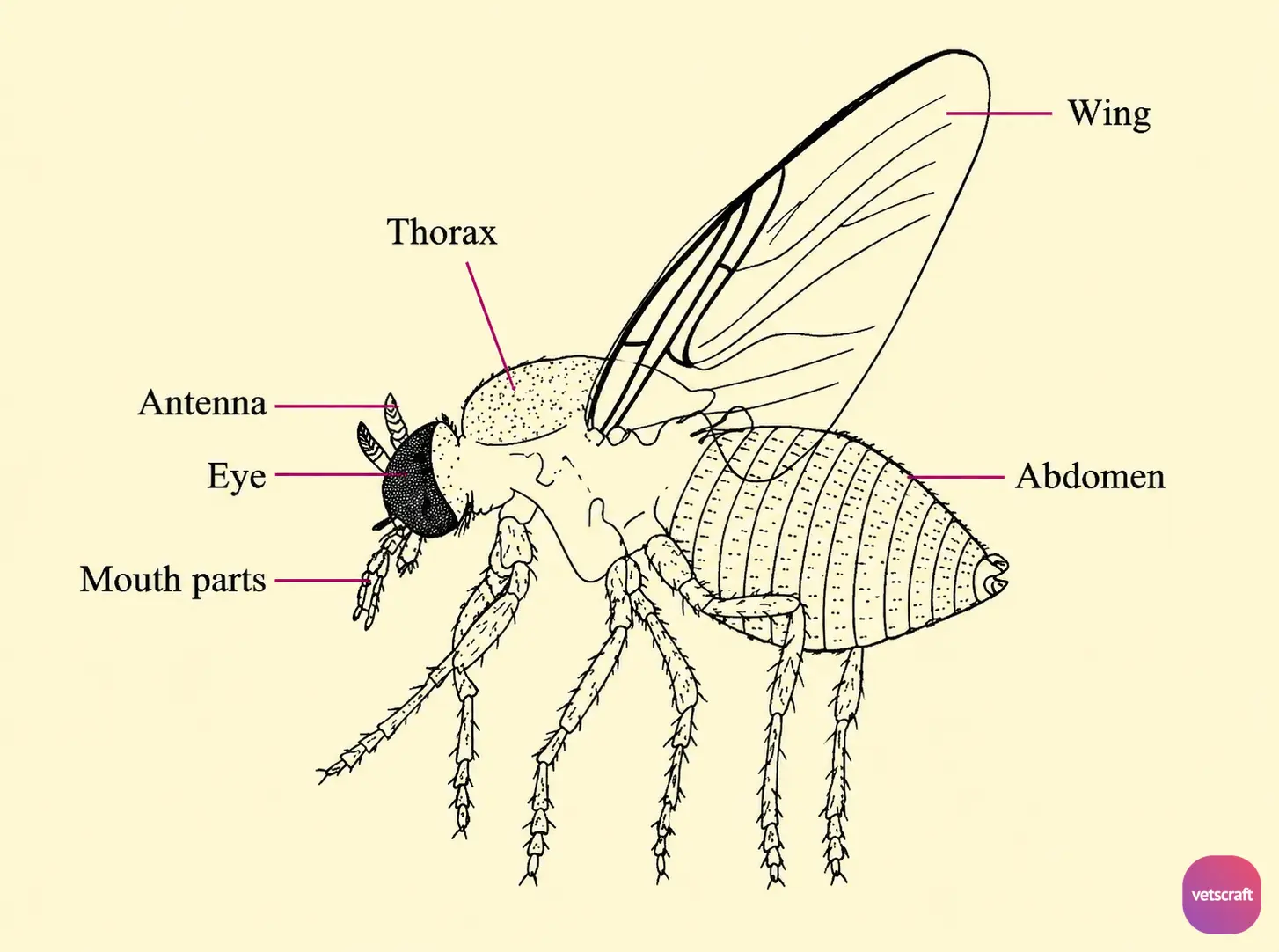 Simulium indicum (Black Fly, Potu Fly, Buffalo Gnat, Turkey Gnat)