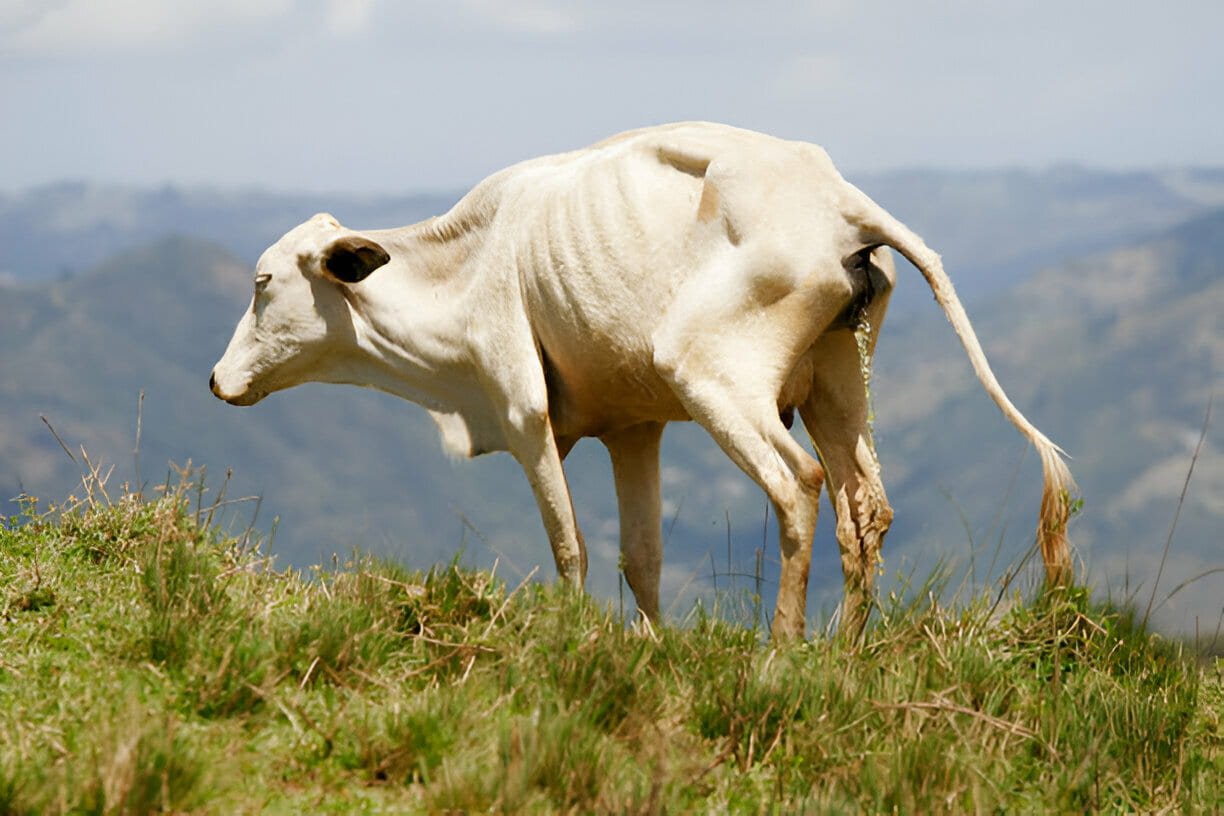 Skeletal Anomaly in a Cow