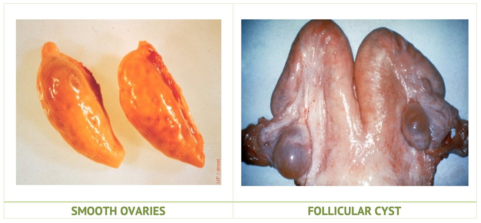 Reproductive Abnormalities of Ovaries in Animals | Vetscraft