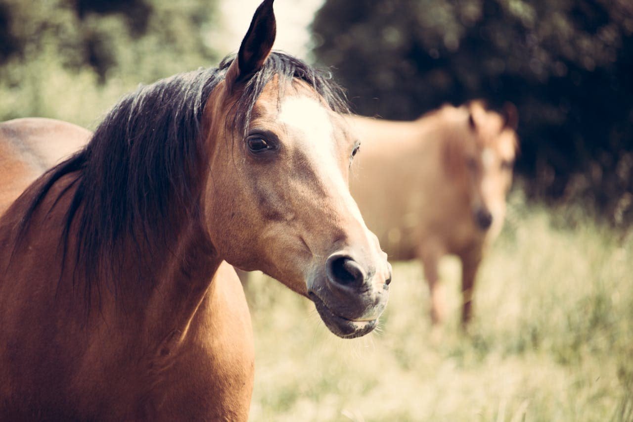 Soundness in Horses