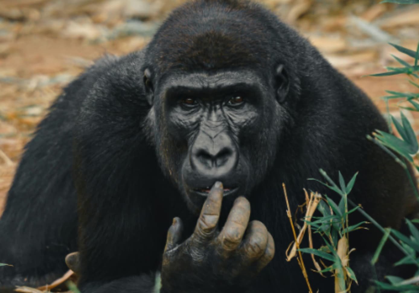 Species Specialities in a Zoo