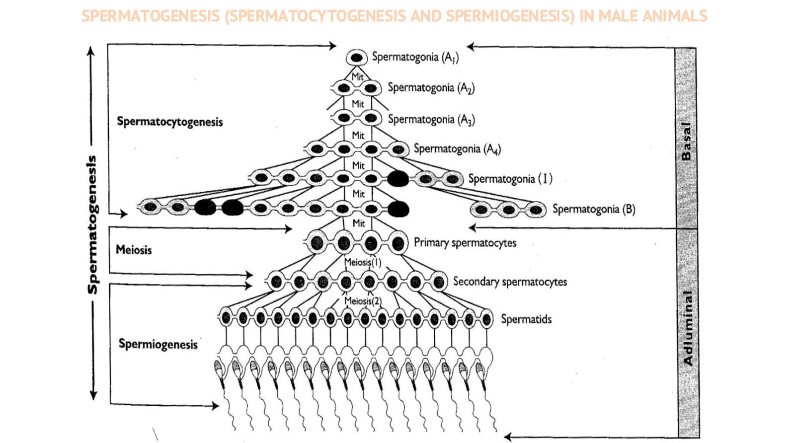 Spermatogenesis (Spermatocytogenesis and Spermiogenesis) in Male Animals