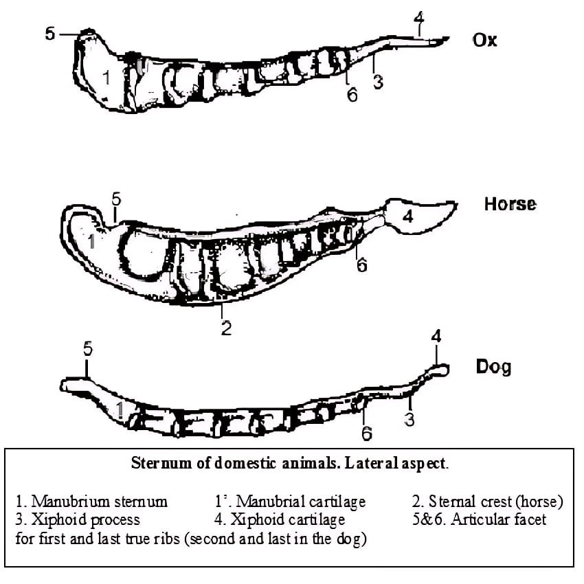 Sternum Bone of Domestic Animals
