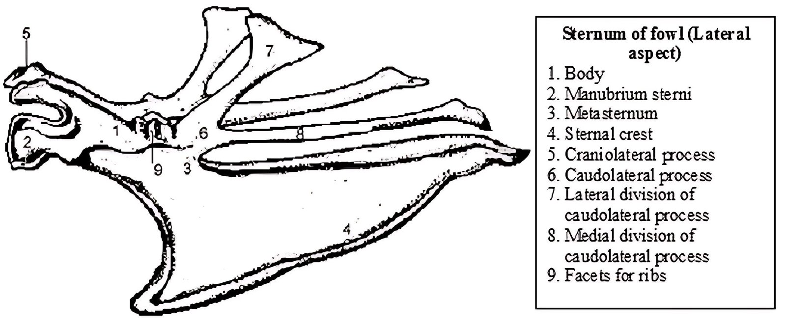 Sternum Bone of Fowl