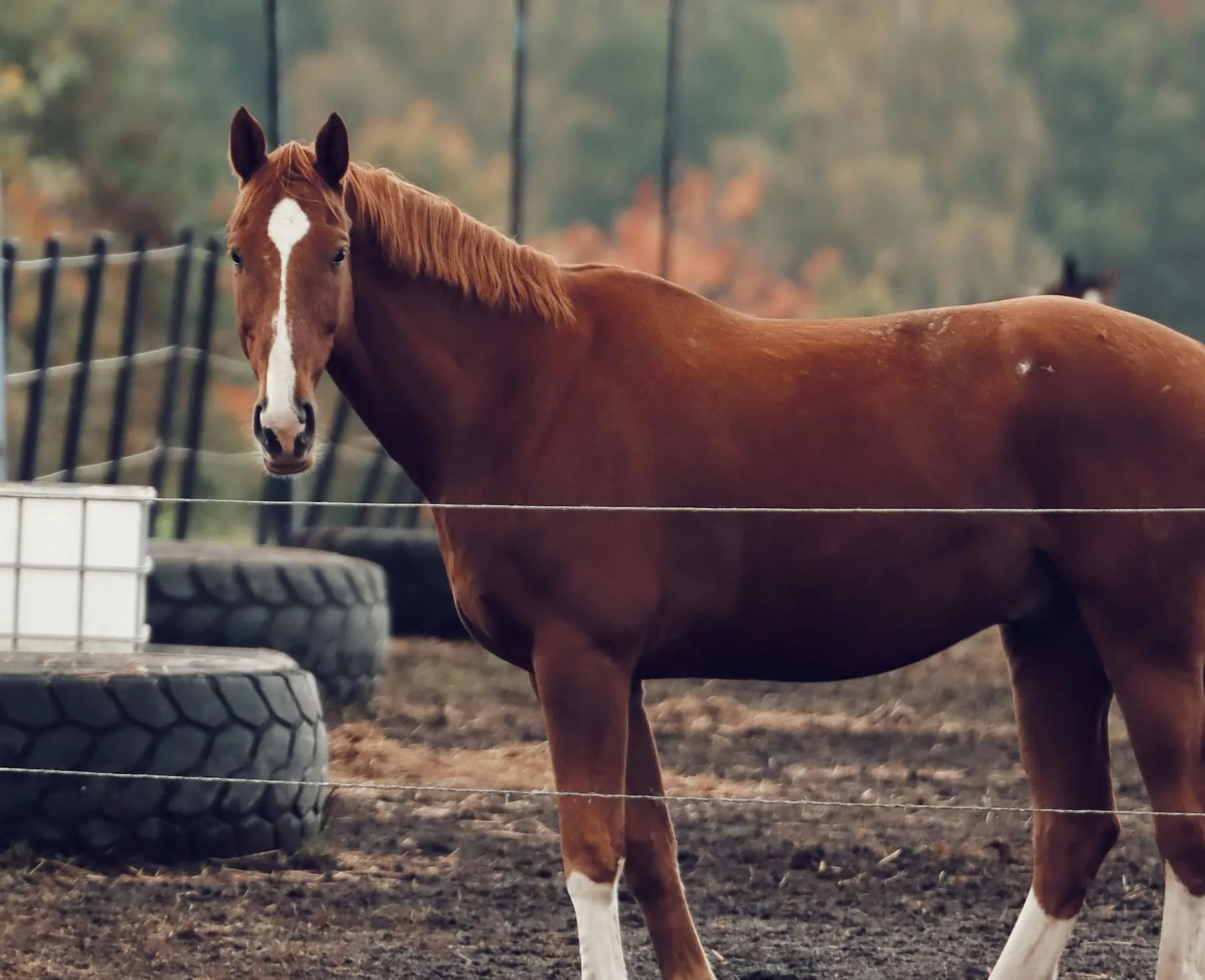 Strangles or Equine Distemper or Infectious adenitis in a Horse
