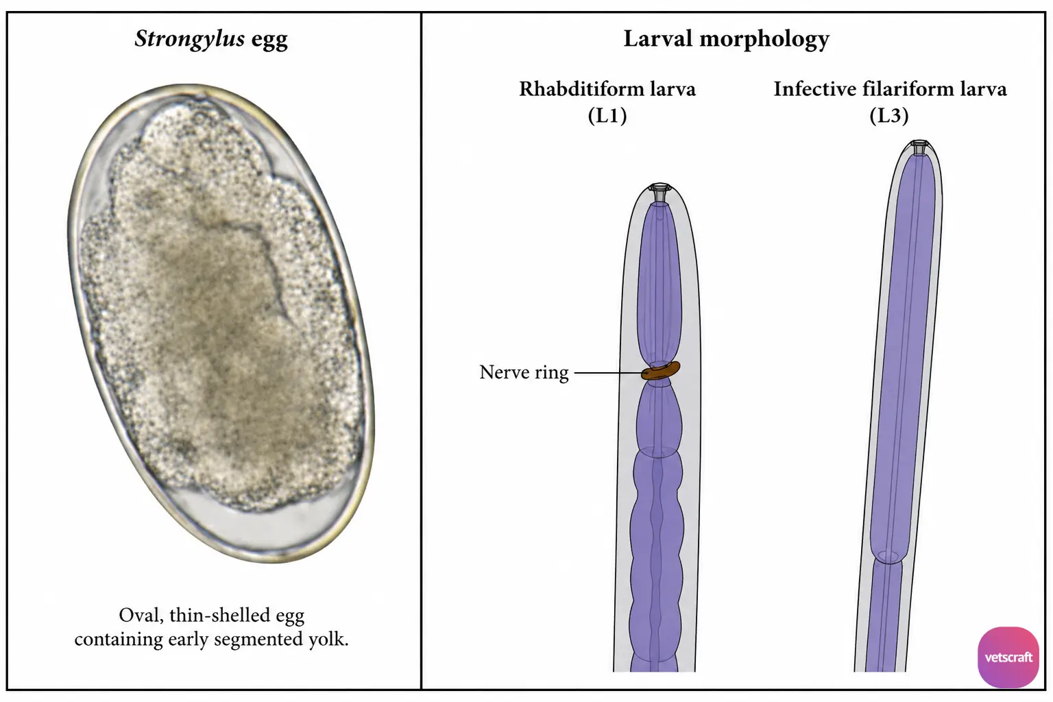 Strongylus Egg and Larval Stages (L1 and Infective L3)