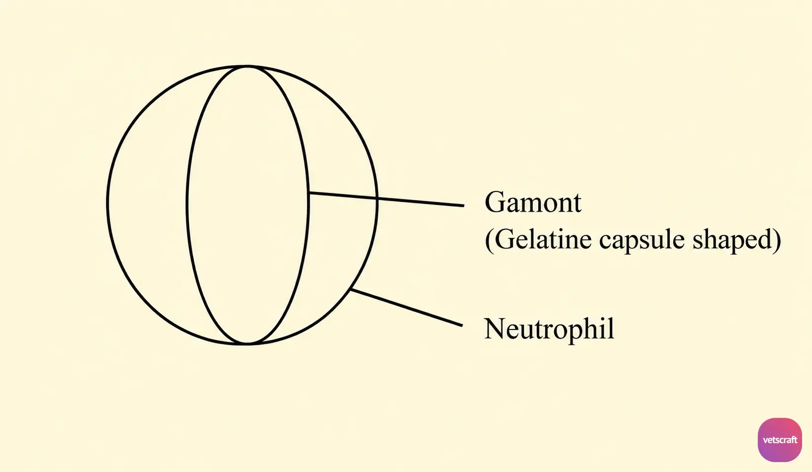 Structure of Hepatozoon canis Gamont in a Neutrophil