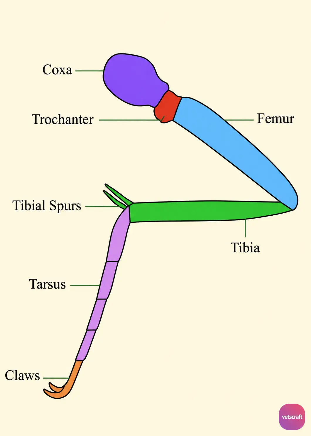Structure of Insect Leg