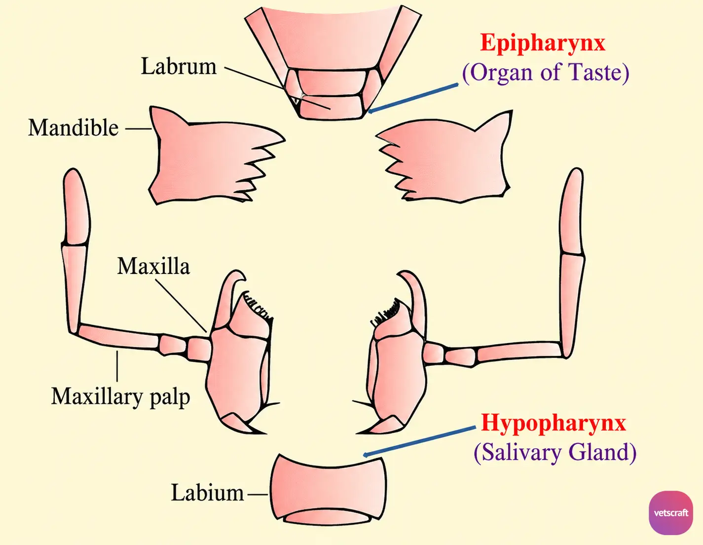Structure of Insect Mouthparts (Labrum, Mandibles, Maxillae, Labium, Epipharynx, and Hypopharynx)
