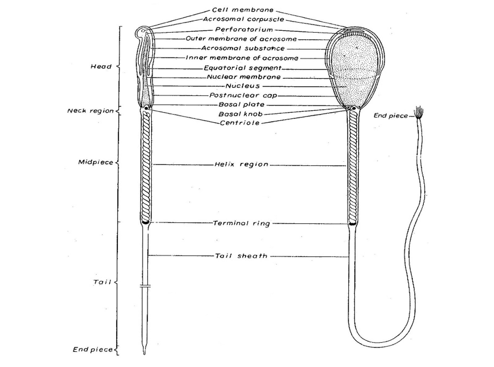 Structure of Spermatozoa (Sperm) (Diagram)
