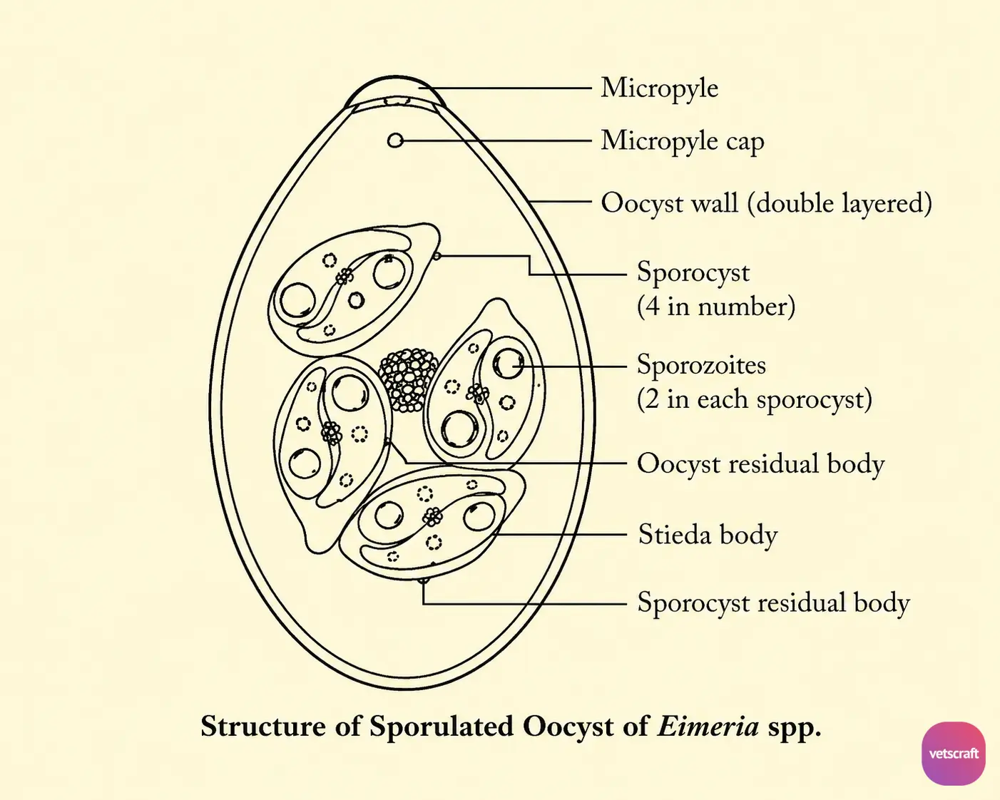 Structure of Sporulated Oocyst of Eimeria spp.