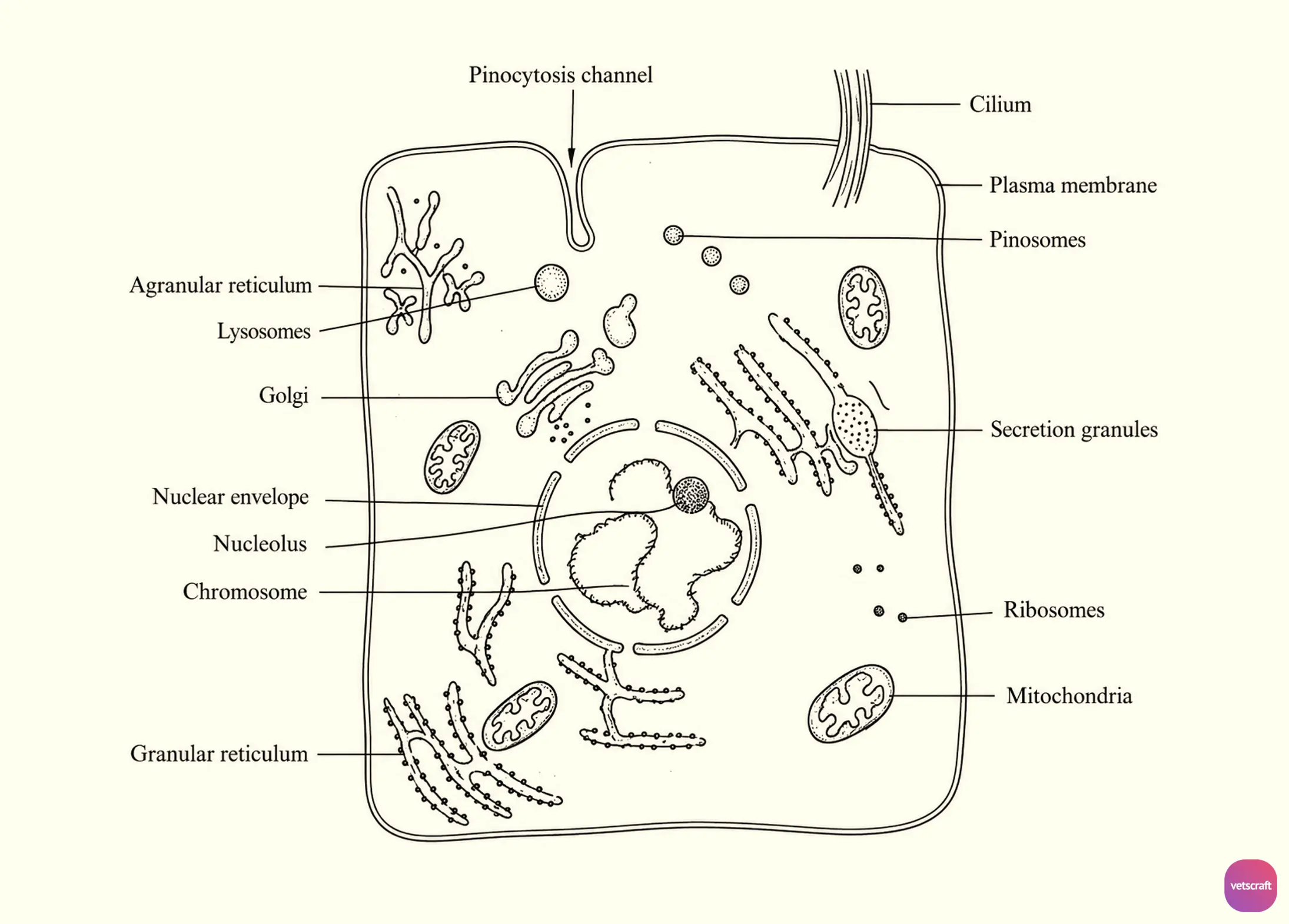 Structure of a Protozoan Cell