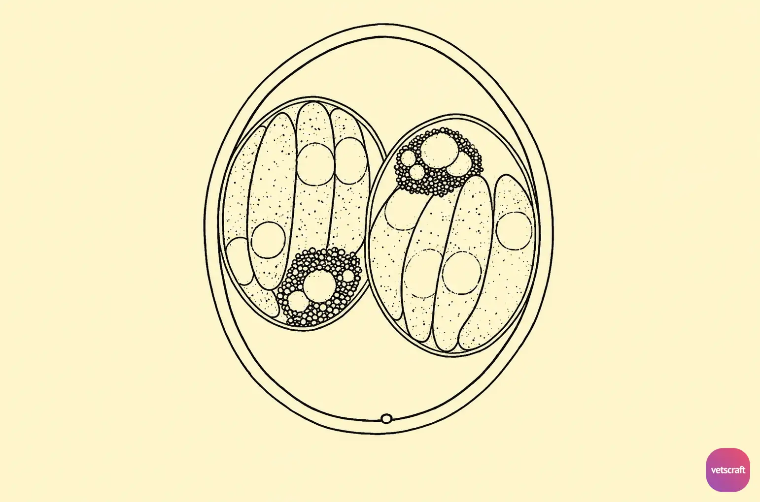 Structure of the Oocyst of Isospora (Coccidiosis in Dogs and Cats)