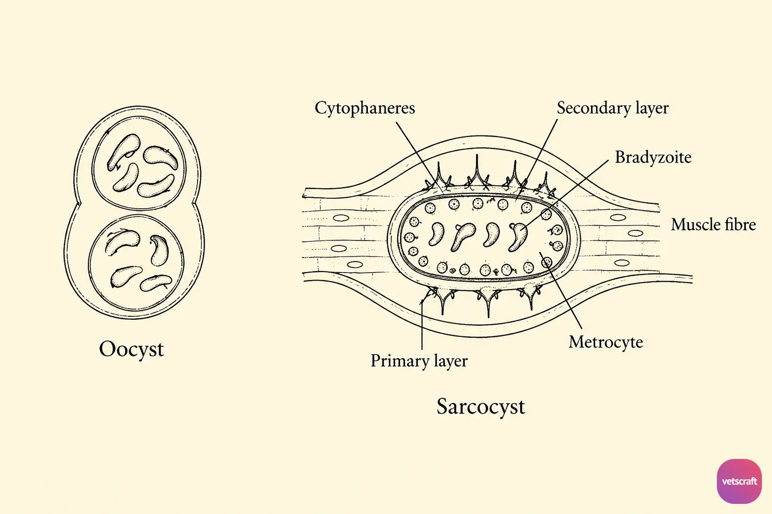 Structure of the Sarcocyst and Oocyst of Sarcocystis cruzi