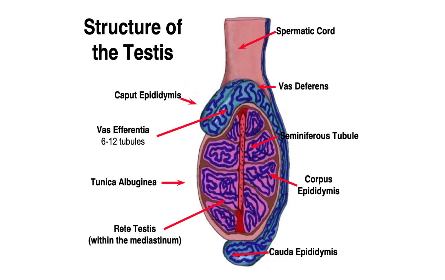 Testis (Testes) in Animals: Development, Features and Structure