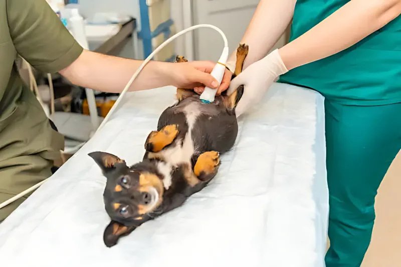 Sub Involution of Placental Sites in a Female Dog