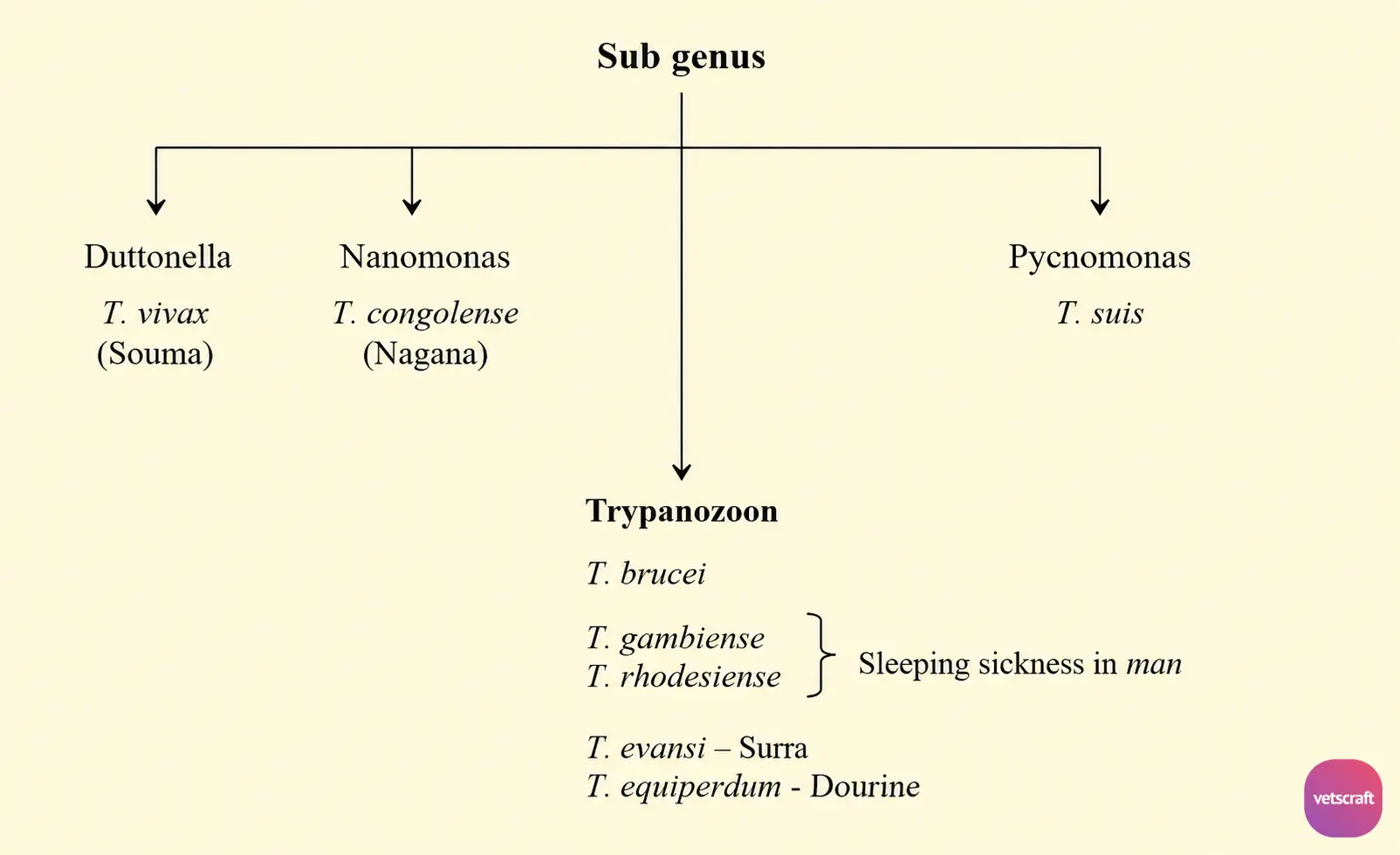Subgenus of Trypanosoma