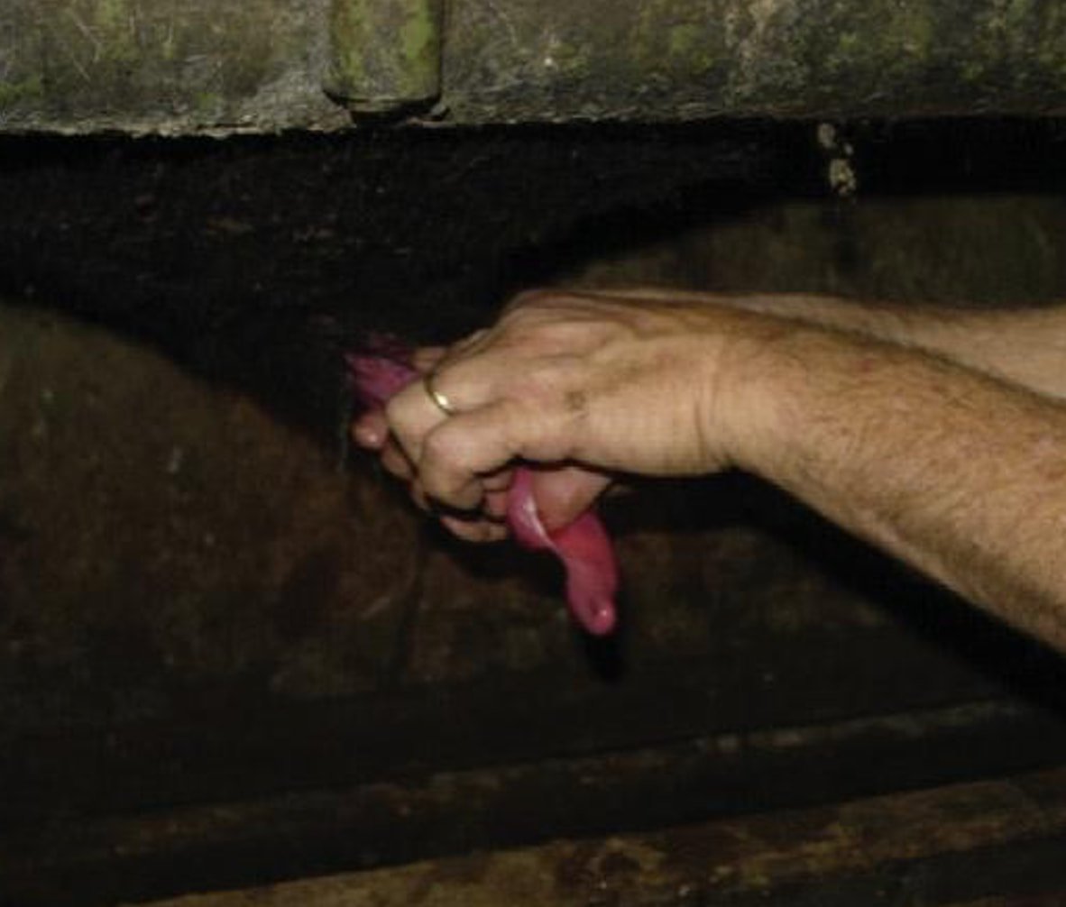 Surgical Management of Penile Condition in a Bull