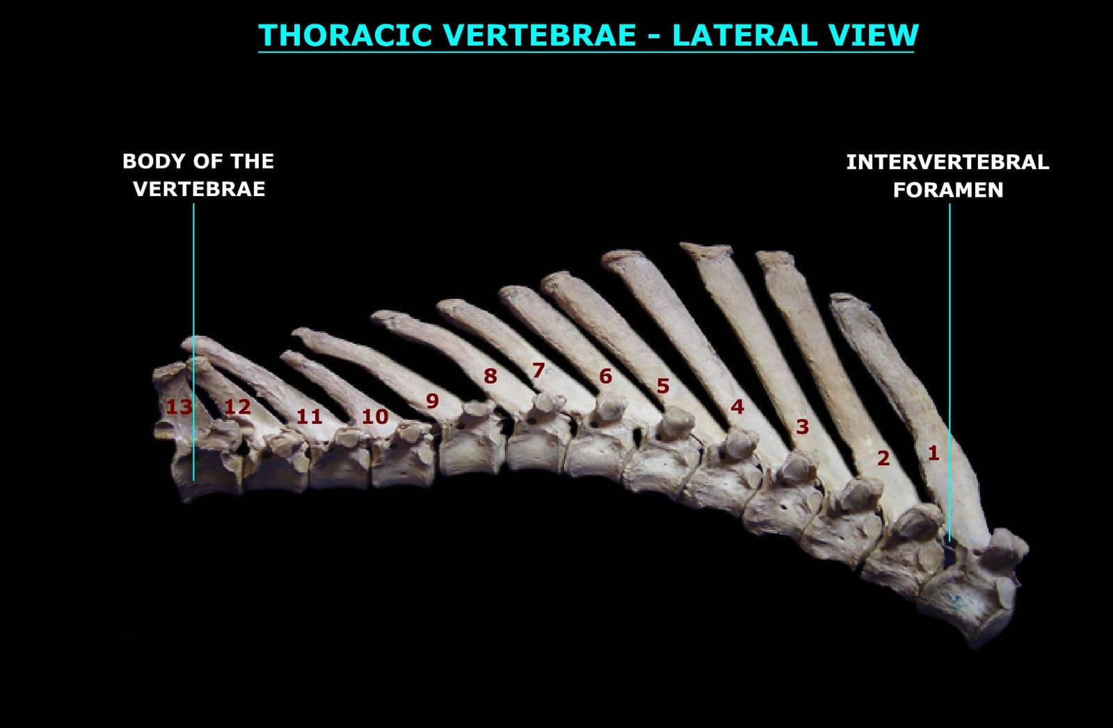 THORACIC VERTEBRAE (LATERAL VIEW) (1)