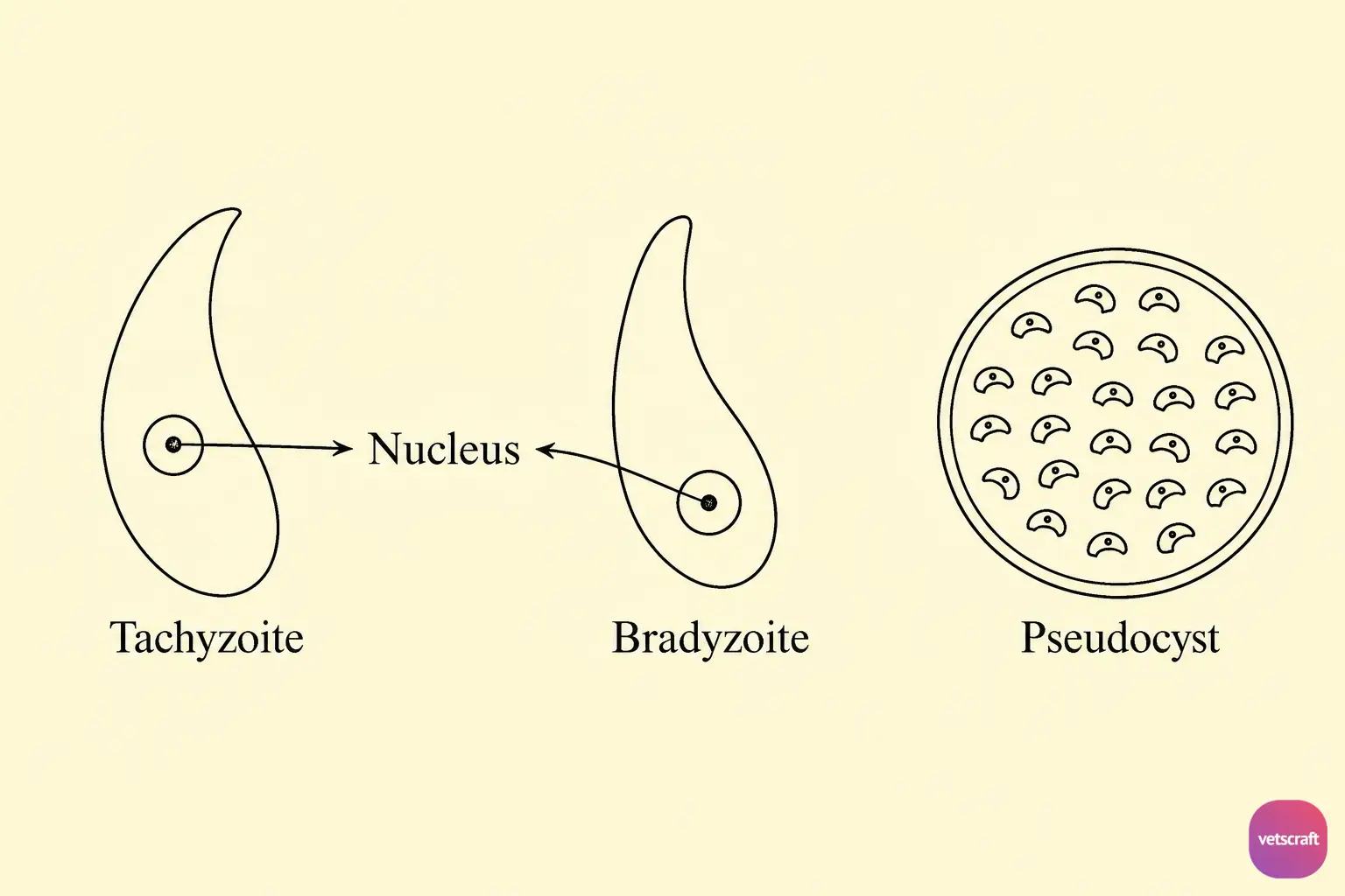 Tachyzoite, Bradyzoite, and Pseudocyst of Toxoplasma gondii