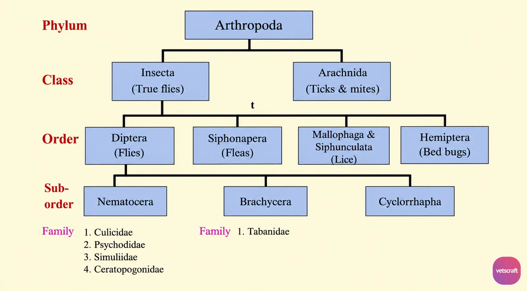 Taxonomic Classification of the Order Diptera (True Flies)