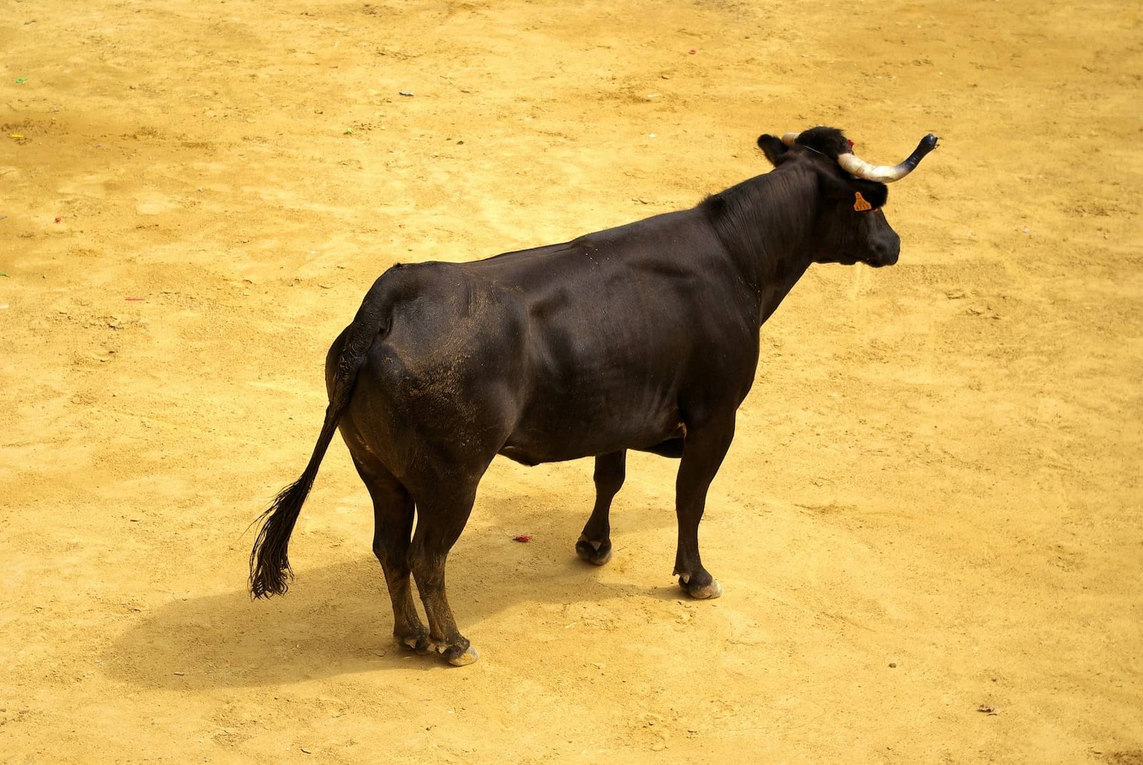 Teaser Bull