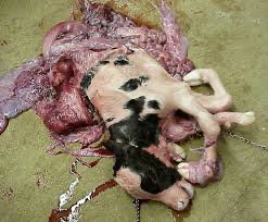Teratology in a Calf