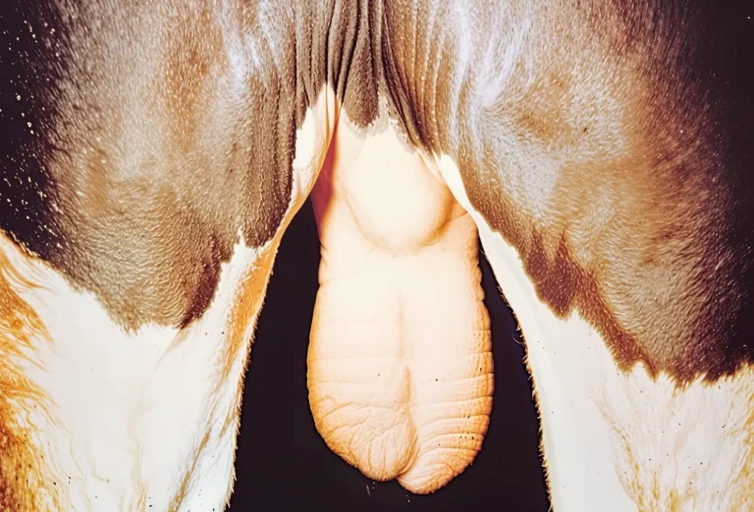 Testicular Degeneration in a Bull
