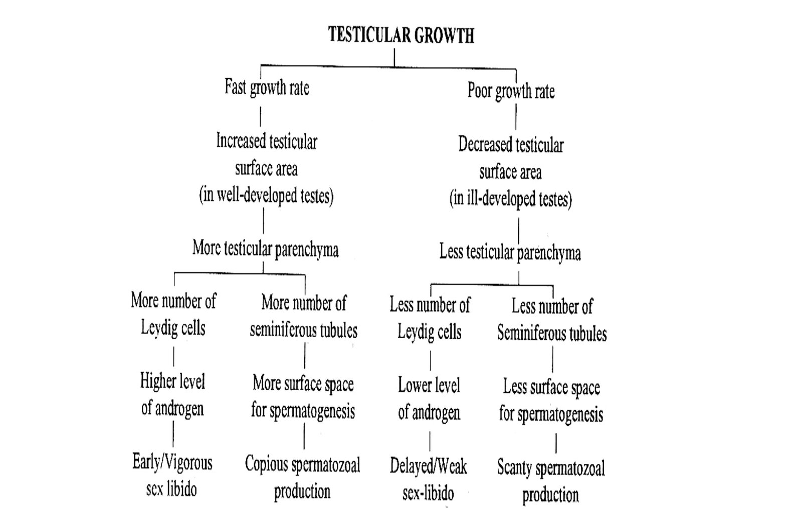 Testicular Growth