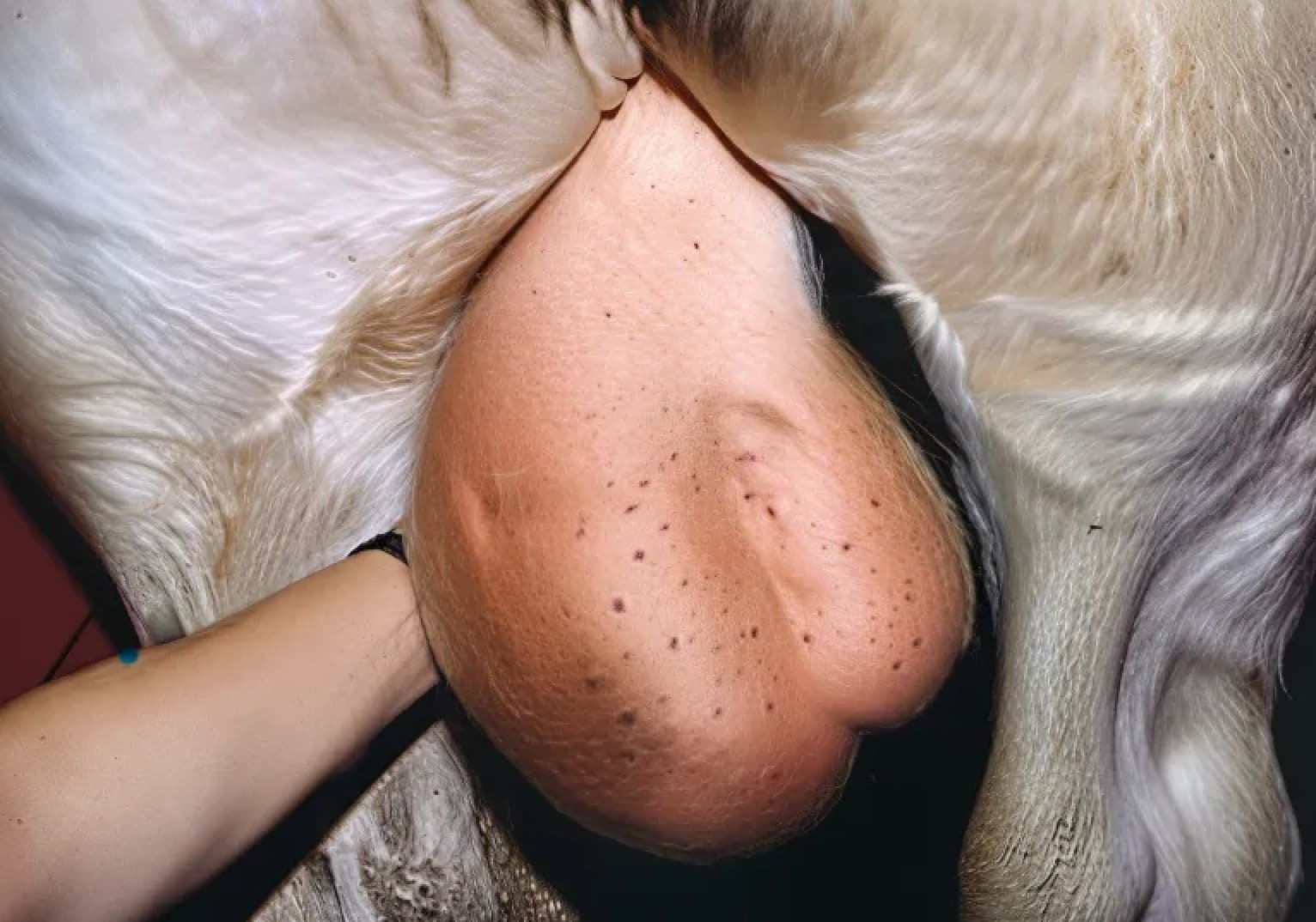 Testicular Torsion in a Bull