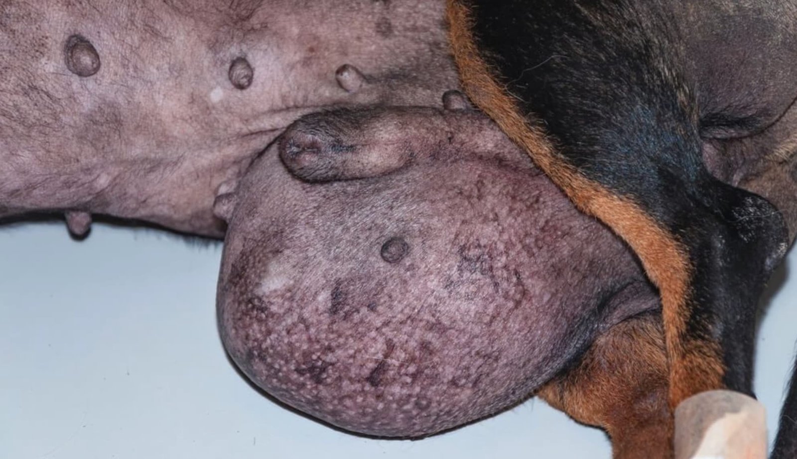 Testicular Tumor in a Dog