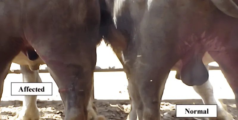 Testicular hypoplasia in a Bull Causing Impotentia Generandi