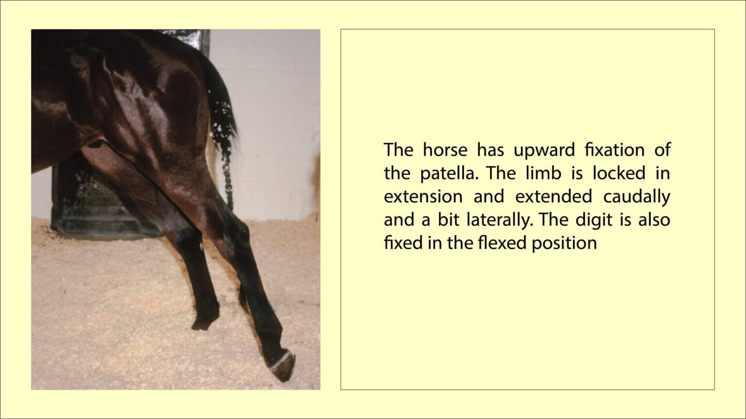 Upward Fixation Of The Patella In Horses UFP Equine Lameness Upward Fixation Of The Patella In Horses UFP Equine Lameness
