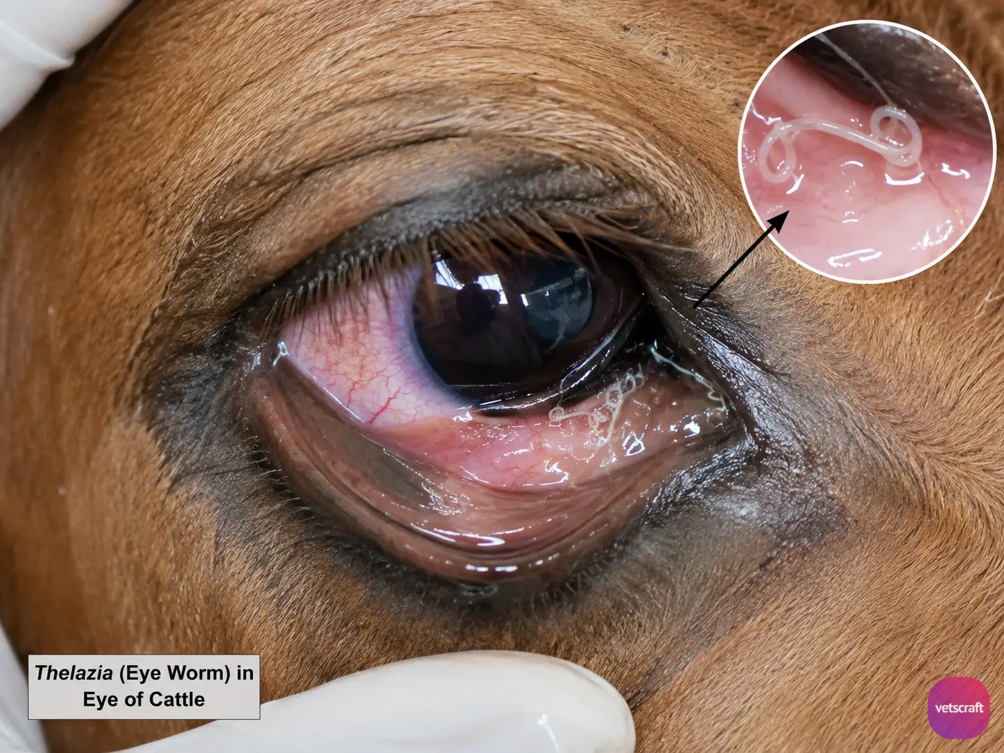Thelazia (Eye Worm) in a Cattle