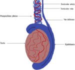 Thermoregulation of Testis in Animals: Mechanisms and Anatomy